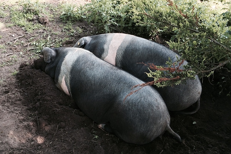 resting-together-indicates-animal-friendships